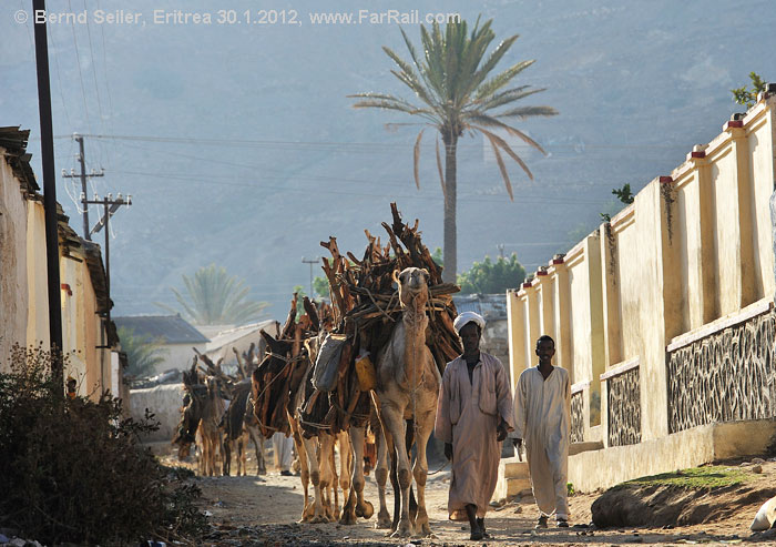 Keren: Kamele auf dem Weg zum Holzmarkt
